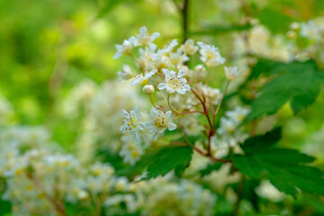 コゴメウツギの花