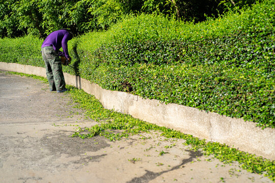 A Professional Gardener In His 40s Pruned Hedges Along The Aisle