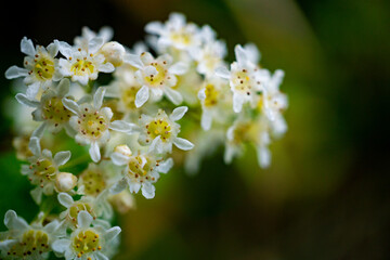 コゴメウツギの花