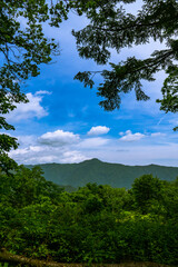 Obraz na płótnie Canvas 新緑の山　浅間尾根からの大岳山