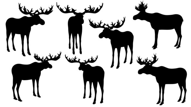 pack of moose vector silhouette illustration isolated on white background