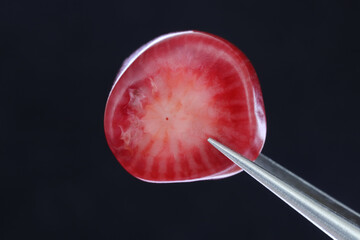 Red coral jewel stone texture in tweezers on black background. Macro closeup.