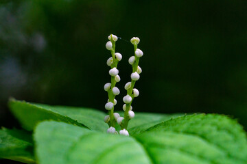 フタリシズカの花