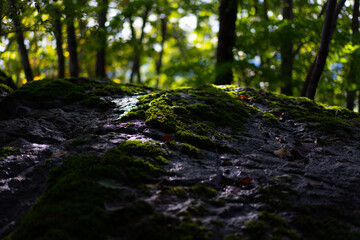 moss covered rocks
