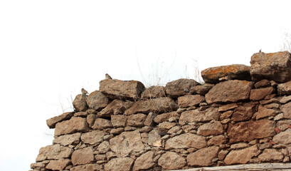 sparrow on the stone wall
