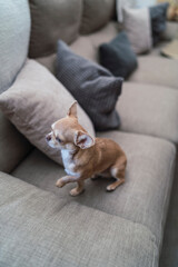 Perro pequeño color canela mirando a camara con grandes orejas