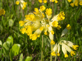 Obraz premium Yellow spring primrose tall in young green grass. Spring sunny flowers that look like keys.