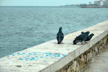 Groups of doves and pigeons standing near the bosphorus shore. Doves are scratch and  itching their...