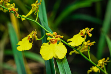 orchid flower unique species close up shot with blurred background and space for text at day