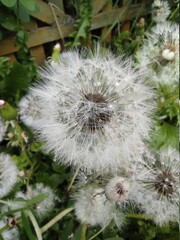 Obraz premium dandelion seed head
