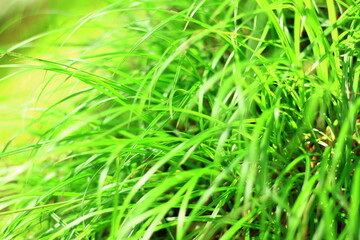 緑に茂った川沿いの草