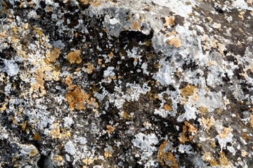 Stone covered with gray and orange lichen