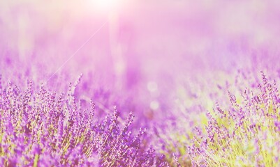 Lavender.