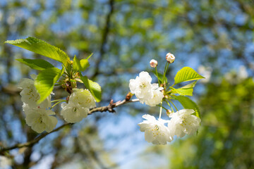 Beautiful white cherry sakura flowers, blooming tree spring, blue sky close up
