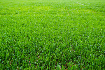 Bright green field of young wheat. Wheat field in spring. Natural background.