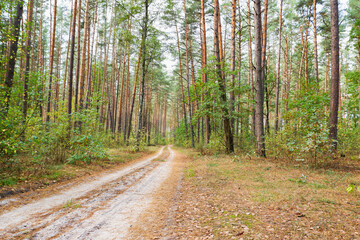Obraz premium Autumn pine forest. The forest dirt road is illuminated by the rays of the sun making its way through the trees.
