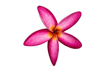 Blooming red frangipani flower isolated on white background with clipping path