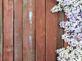 Fototapeta premium Lilac flower border on old red wood texture background. Spring concept. Floral frame, flatlay, copy space.