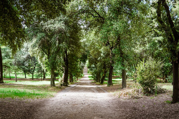 Fototapeta na wymiar ローマのボルゲーゼ公園、「人形の噴水」に至る「人形の並木道」