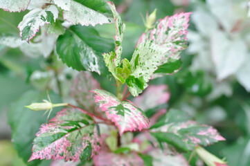 Chinese rose, hibiscus or Hibiscus Rosa-Sinensis Variegata