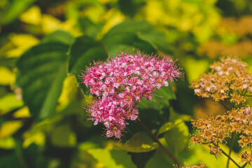 シモツケの花