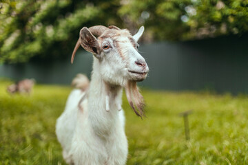 Close up portrait of happy white adult goat grass on green summer meadow field in countryside