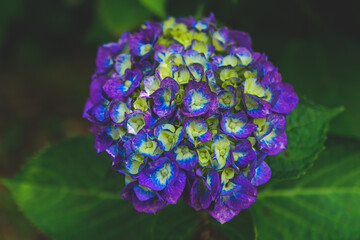 マクロ撮影した紫陽花