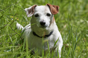 White Jack Russell terrier sitting in tall green grass, dog closeup.