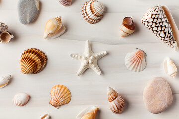 Various seashells on a white background. Summer background.