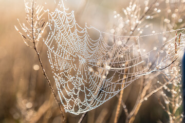 Cobweb with dew drops on dried grass. - obrazy, fototapety, plakaty