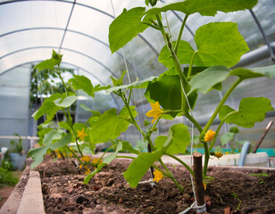 green cucumber plant bloomed in the greenhouse