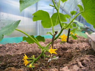 green cucumber plant bloomed in the greenhouse