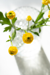 Small yellow buttercups flowers in glass vase