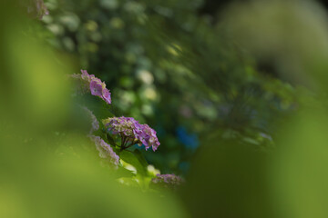 長谷寺の紫陽花前ぼけ
