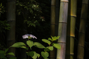 長谷寺の紫陽花しっとり