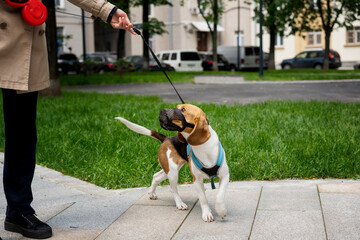 Cute Dog breed beagle walking in harness and muzzle on roulette with the owner in town