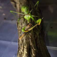 Close-up of a European praying mantis eating a grasshopper. Macro photo