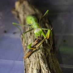 Close-up of a European praying mantis eating a grasshopper. Macro photo