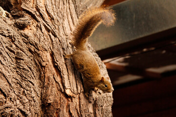 close up of a squirrel on wood