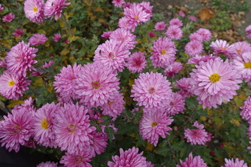 Not a few double pink flowers of Chrysanthemums in November