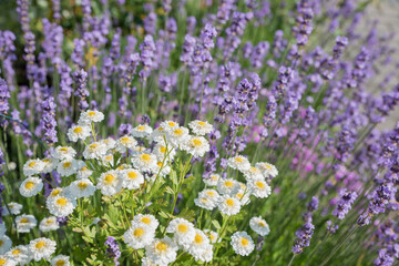 purple  lavender and white chrysanthemum flowers