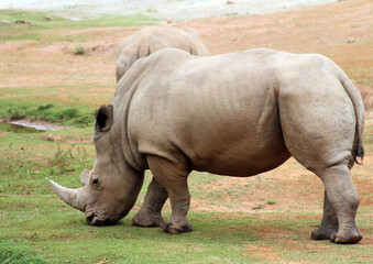 Fototapeta premium rhino in the wild