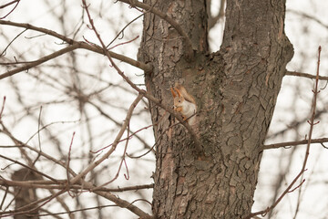 red squirrel jumps on a tree