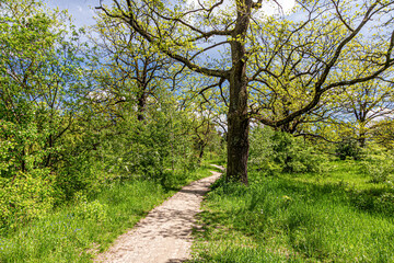 Walkway Lane Path With Green Trees in Forest. Beautiful Alley, road In Park. Way Through Summer Forest.