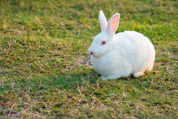 Easter bunny holiday concept. Adorable fluffy little white rabbits looking at something while sitting on the green grass over natural background.