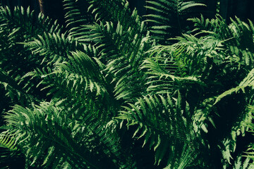 Green fresh fern leaves. Nature and environment concept