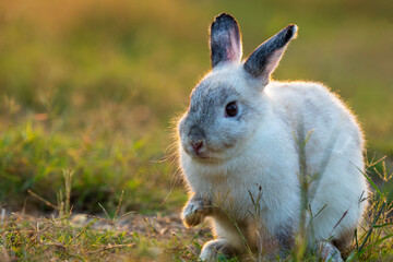 Easter bunny concept. Adorable fluffy little white and grey rabbits looking at something while...