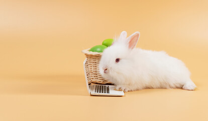 Animal education technology concept.Adorable furry baby rabbit white looking at laptop with basket paint easter eggs while sitting over isolated pastel background.Newborn bunny study e-learning online