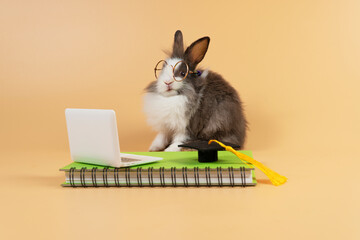 Adorable baby rabbit bunny grey and white with diary book, laptop, and graduation cap wear eyeglasses sitting over isolated orange pastel background. Easter holiday and educational technology concept.