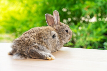 Back of newborn tiny bunny grey and brown rabbit sitting on the wood while looking at something over bokeh natural green tree background. Easter holiday animal concept.